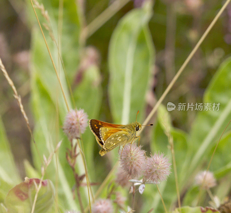 银斑Skipper Butterfly(橙皮蝶，逗号)